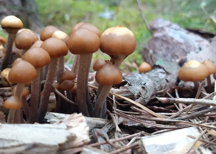 Gostinjska kuća Ponka Joesuu (Parnumaa)