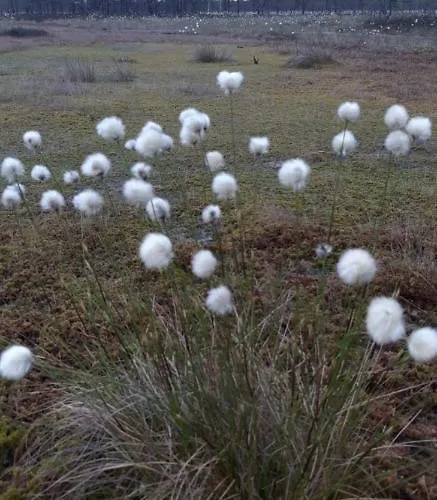 Ponka Gostinjska kuća Joesuu (Parnumaa)